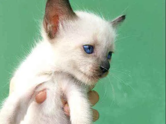 Gato raça  idade Abaixo de 2 meses nome Sem nome