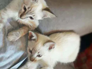 Gato raça Srd idade 2 a 6 meses nome Matt & Phill