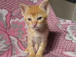 Gato raça  idade Abaixo de 2 meses nome Sem nome