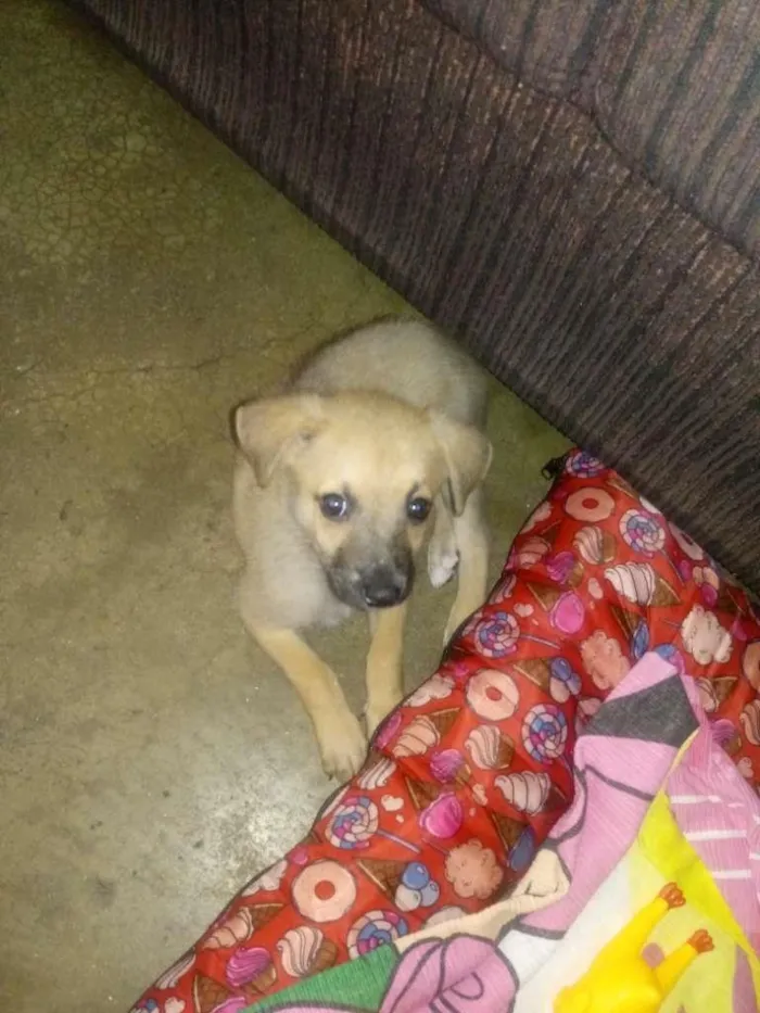 Cachorro raça desconhecido idade 2 a 6 meses nome Thor