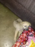 Cachorro raça desconhecido idade 2 a 6 meses nome Thor