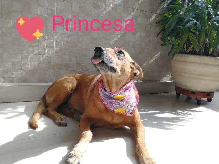 Cachorro ra a SRD idade 6 ou mais anos nome Princesa