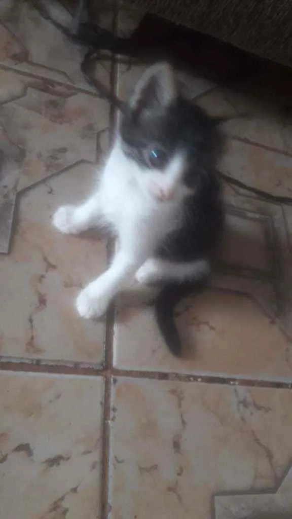 Gato ra a  idade Abaixo de 2 meses nome Sem nome