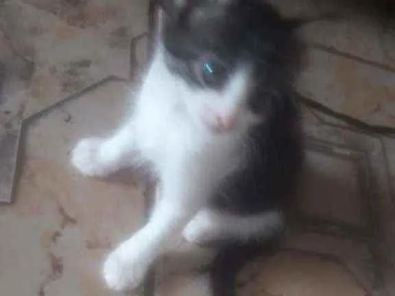 Gato ra a  idade Abaixo de 2 meses nome Sem nome