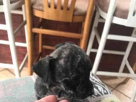 Cachorro ra a vira lata  idade Abaixo de 2 meses nome sem nome