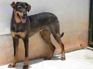 Cachorro raça Vira lata  idade 1 ano nome Mary