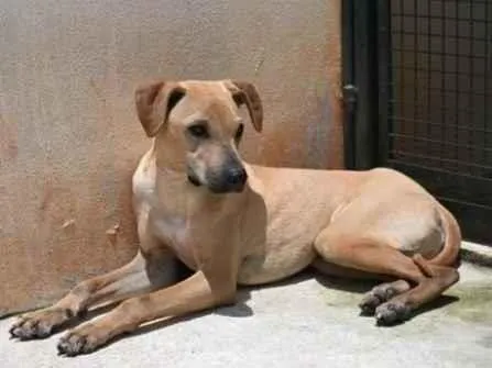 Cachorro raça Vira lata  idade 1 ano nome Alvaro 