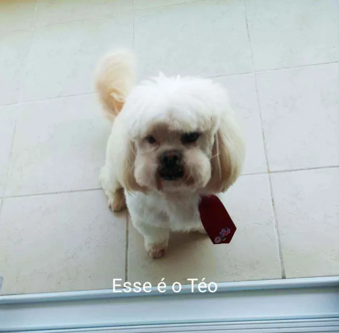 Cachorro ra a Lhasa idade 6 ou mais anos nome Téo