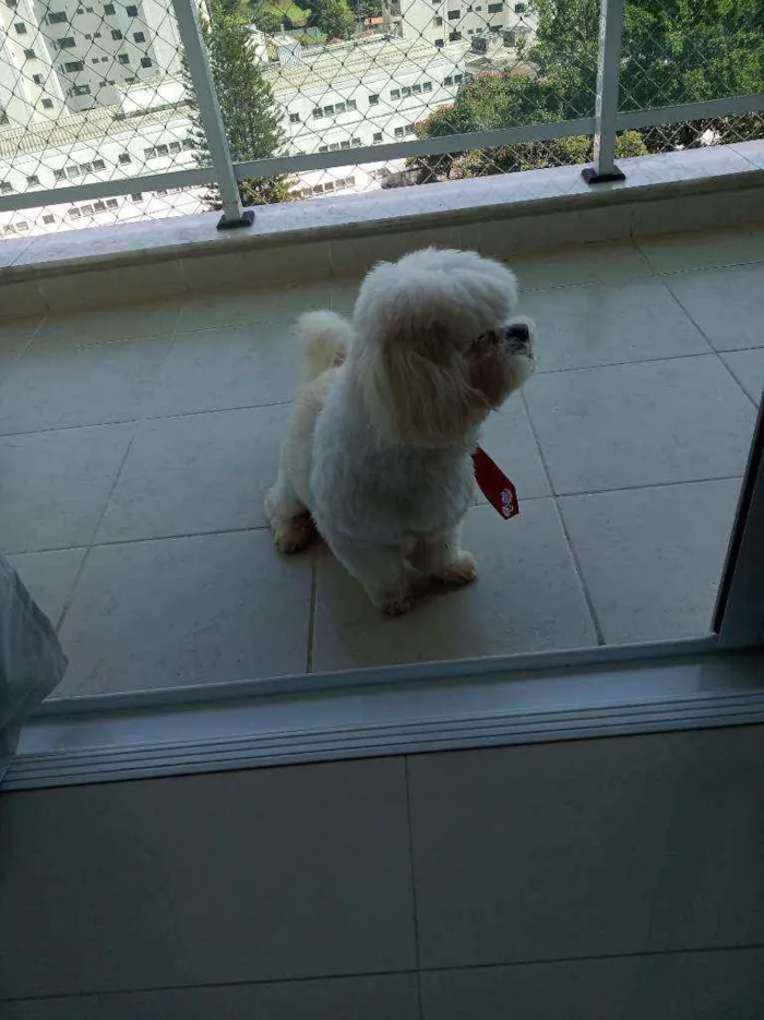 Cachorro ra a Lhasa idade 6 ou mais anos nome Téo