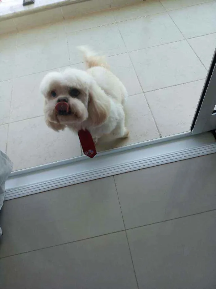 Cachorro ra a Lhasa idade 6 ou mais anos nome Téo