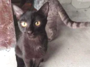 Gato raça Indefinida idade 2 a 6 meses nome Toddy ,Nik,e Tom