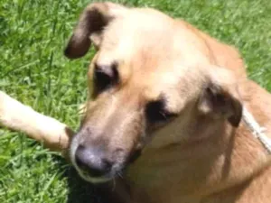 Cachorro raça Vira lata  idade 3 anos nome Adriana 
