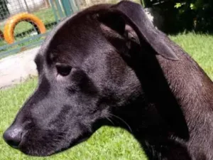 Cachorro raça Mestiça galgo  idade 1 ano nome Lilich