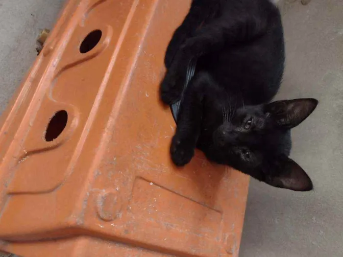Gato ra a Indefinida idade 2 a 6 meses nome 2machinhos pretos