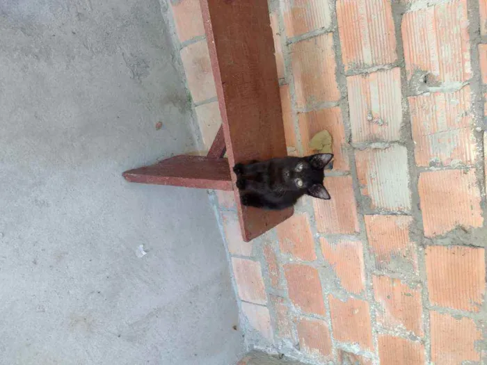 Gato ra a Indefinida idade 2 a 6 meses nome 2machinhos pretos