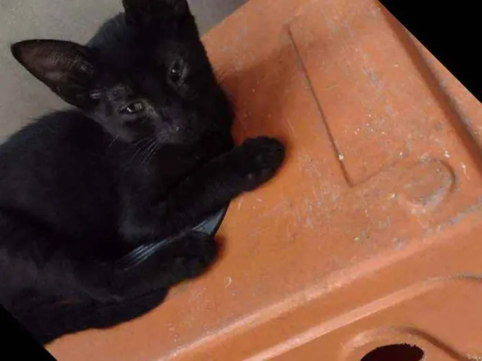 Gato ra a Indefinida idade 2 a 6 meses nome 2machinhos pretos
