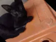 2machinhos pretos