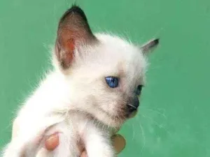 Gato raça  idade Abaixo de 2 meses nome Sem nome