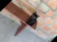 2machinhos pretos