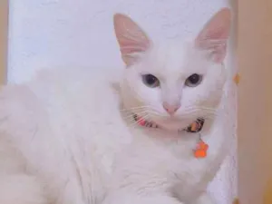 Gato raça Srd idade 7 a 11 meses nome George