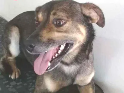 Cachorro raça SRD idade 3 anos nome Leo