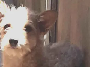 Cachorro raça Mestiça  idade 3 anos nome Kelly