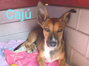 Cachorro raça SRD idade 2 a 6 meses nome Caju