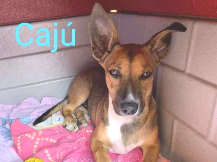 Cachorro raça SRD idade 2 a 6 meses nome Caju