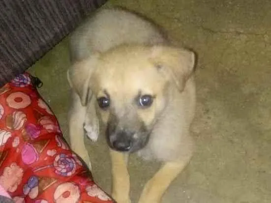 Cachorro raça desconhecido idade 2 a 6 meses nome Thor