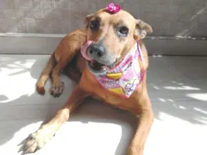 Cachorro raça SRD idade 6 ou mais anos nome Princesa