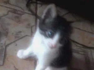 Gato raça  idade Abaixo de 2 meses nome Sem nome