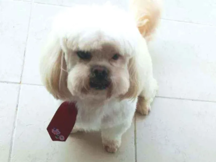 Cachorro ra a Lhasa idade 6 ou mais anos nome Téo