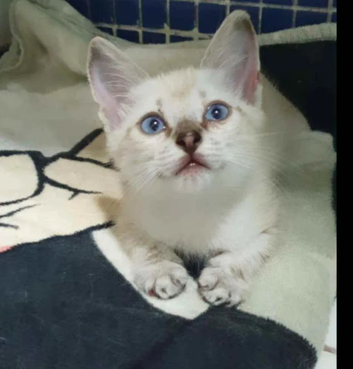 Gato ra a SRD idade 2 a 6 meses nome .......