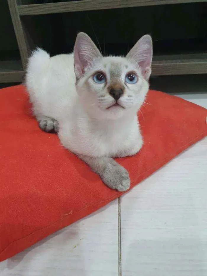 Gato ra a SRD idade 2 a 6 meses nome .......