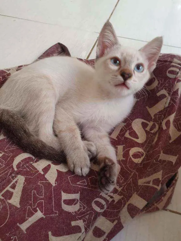 Gato ra a SRD idade 2 a 6 meses nome .......