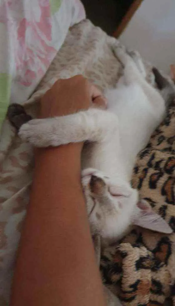 Gato ra a SRD idade 2 a 6 meses nome .......