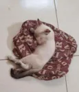 .......