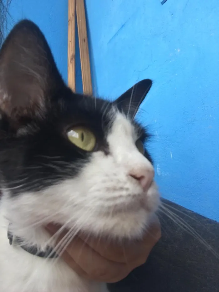 Gato ra a Não sei idade  nome Não tem nome