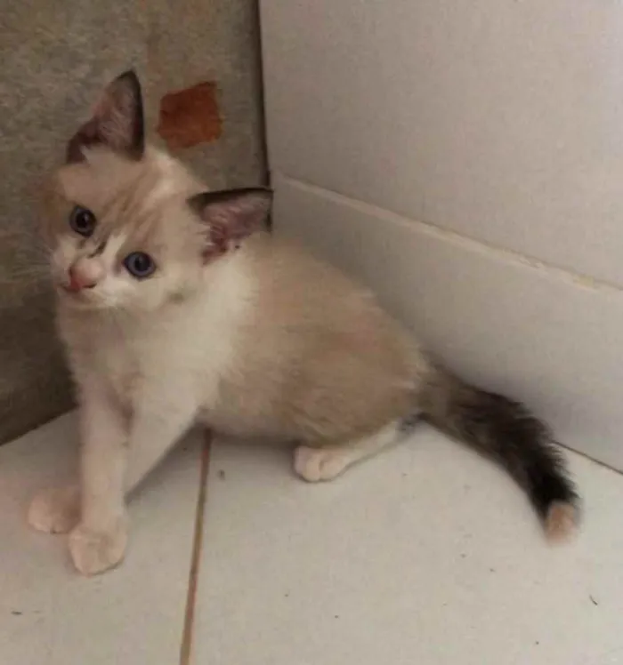 Gato ra a Diversos idade 2 a 6 meses nome Gatinhos fofos