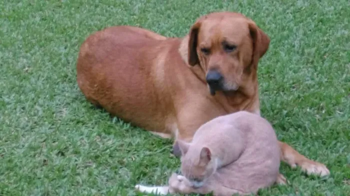 Cachorro ra a Labrador misturado idade Abaixo de 2 meses nome Filhotes Labrador