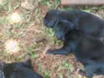 Filhotes Labrador