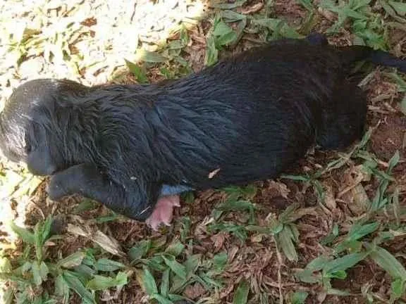 Cachorro ra a Labrador misturado idade Abaixo de 2 meses nome Filhotes Labrador