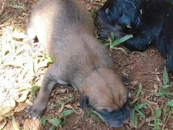Cachorro ra a Labrador misturado idade Abaixo de 2 meses nome Filhotes Labrador