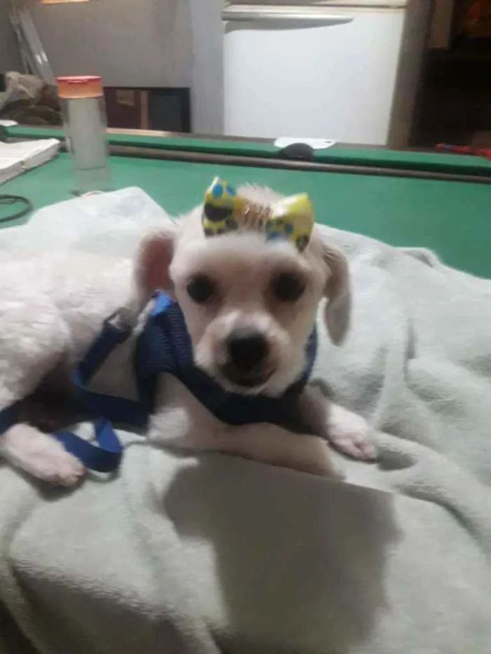 Cachorro ra a Poodle idade 5 anos nome Shaisa