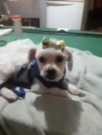 Shaisa