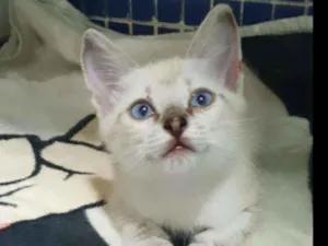 Gato raça SRD idade 2 a 6 meses nome .......