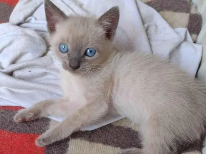 Gato ra a sem idade 2 a 6 meses nome Não tem 