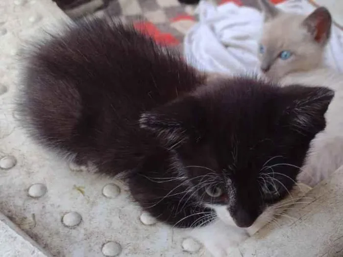 Gato ra a sem idade 2 a 6 meses nome Não tem 