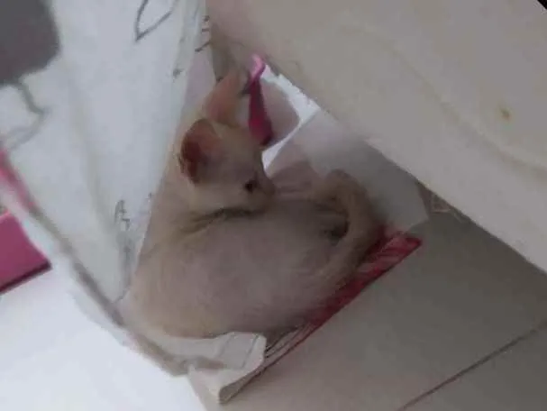 Gato raça Vira lata  idade 2 a 6 meses nome Não tem nome
