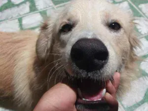 Cachorro raça Vira lata Caramelo  idade 7 a 11 meses nome Sem nome 